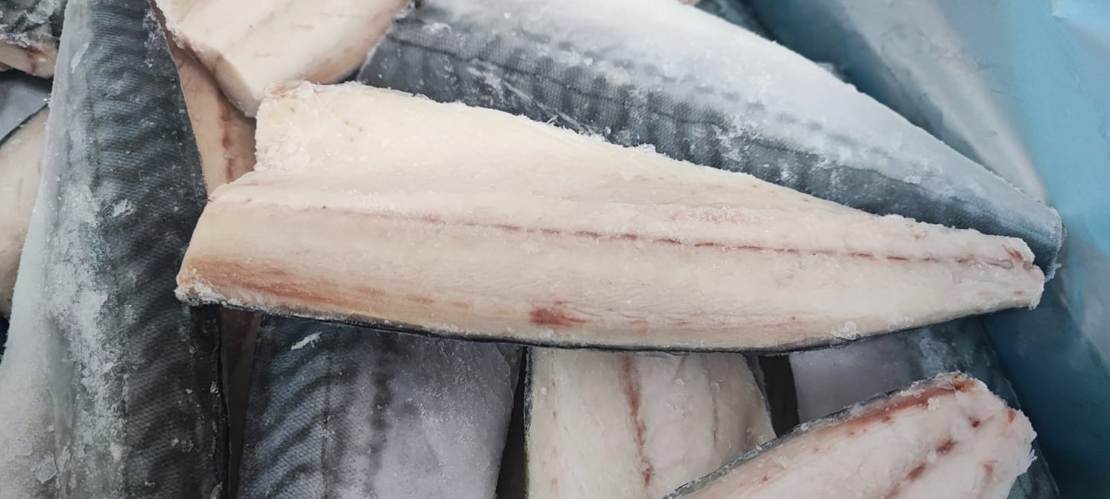 Norveç uskumrusu fileto